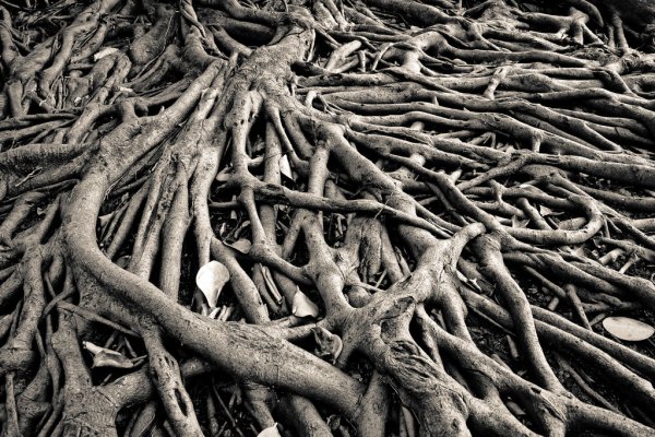 Rhizome